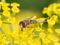 Syrphus torvus NV grandungen, Toarp, Malmö, Skåne, Sweden 20230726_0126