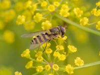 Syrphus torvus NV grandungen, Toarp, Malmö, Skåne, Sweden 20230726_0135