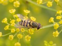 Syrphus torvus NV grandungen, Toarp, Malmö, Skåne, Sweden 20230726_0138