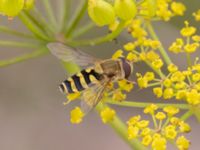 Syrphus torvus Vanningen, Vellinge, Skåne, Sweden 20230817_0039