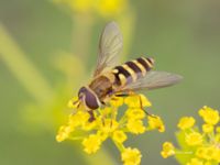 Syrphus torvus Vanningen, Vellinge, Skåne, Sweden 20230817_0046