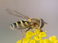 Syrphus torvus Vanningen, Vellinge, Skåne, Sweden 20230817_0051