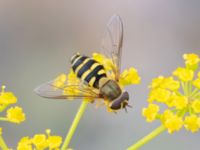 Syrphus torvus Vanningen, Vellinge, Skåne, Sweden 20230817_0052