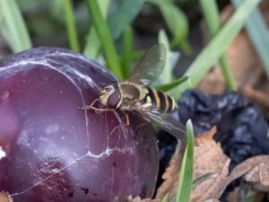 Syrphus vitripennis - Mindre solblomfluga