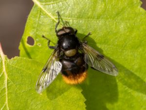 Volucella bombylans - Bumblebee Hoverfly - Humlefluga