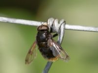 Volucella bombylans Eket, Toarp, Malmö, Skåne, Sweden 20220624_0004