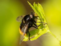 Volucella bombylans Fuktängen, Klagshamns udde, Malmö, Skåne, Sweden 20220529_0016