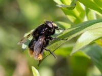 Volucella bombylans Lilla kalkbrottet, Klagshamns udde, Malmö, Skåne, Sweden 20150628_0017