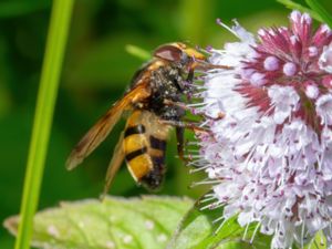 Volucella inanis - Bålgetingblomfluga