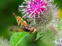 Volucella inanis Ulricedal, Malmö, Skåne, Sweden 20230801_0073