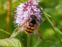 Volucella inanis male Djungelparken, Bunkeflostrand, Malmö, Skåne, Sweden 20210812_0018