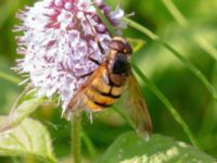 Volucella inanis male Djungelparken, Bunkeflostrand, Malmö, Skåne, Sweden 20210812_0020