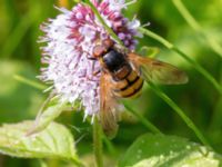 Volucella inanis male Djungelparken, Bunkeflostrand, Malmö, Skåne, Sweden 20210812_0022