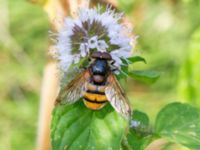 Volucella inanis male Djungelparken, Bunkeflostrand, Malmö, Skåne, Sweden 20210812_0036