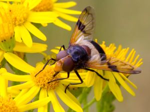 Volucella pellucens - Fönsterblomfluga