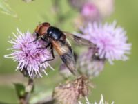 Volucella pellucens Sandheden, Klagshamns udde, Malmö, Skåne, Sweden 20230708_0005