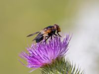 Volucella pelluscens Bellevuestadion, Hyllie, Malmö, Skåne, Sweden 20230727_0010