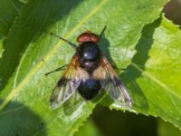 Volucella pelluscens Sularpskärret, Lund, Skåne, Sweden 20230603_0013