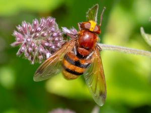 Volucella zonaria - Hornet Mimic Hoverfly