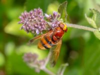 Volucella zonaria Djungelparken, Bunkeflostrand, Malmö, Skåne, Sweden 20220802_0091