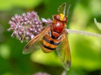 Volucella zonaria Djungelparken, Bunkeflostrand, Malmö, Skåne, Sweden 20220802_0094