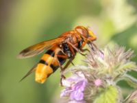 Volucella zonaria Helikopterplattan, Scaniaparken, Malmö, Skåne, Sweden 20220709_0009