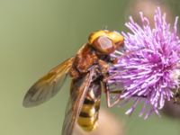 Volucella zonaria Södra stigen, Toarp, Malmö, Skåne, Sweden 20240708_0181