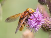 Volucella zonaria Södra stigen, Toarp, Malmö, Skåne, Sweden 20240708_0183