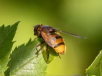 Volucella zonaria Terekudden, Bunkeflo strandängar, Malmö, Skåne, Sweden 20220813_0047