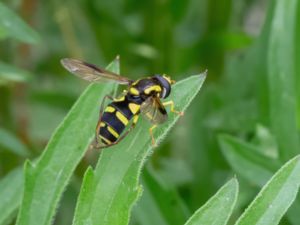 Xanthogramma pedissequum - Bredkilblomfluga