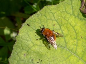 Arctophila superbiens - Brun björnblomfluga