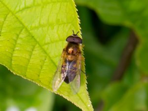 Epistrophe eligans - Elegant brynblomfluga