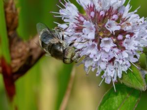 Eristalinus aeneus - Tångslamfluga