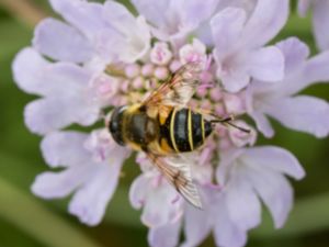 Eristalis lineata - Hagslamfluga