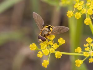 Eupeodes corollae - Nyfiken blomfluga