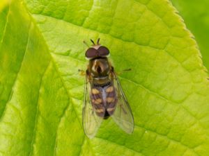 Eupeodes lundbecki - Glasvingad fältblomfluga