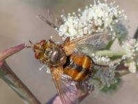 Tachina fera Karadag, Koktebel, Crimea, Russia 20150920_0037