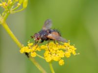 Tachina fera Lilla kalkbrottet, Klagshamns udde, Malmö, Skåne, Sweden 20230814_0071