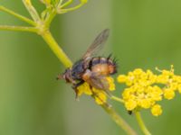 Tachina fera Lilla kalkbrottet, Klagshamns udde, Malmö, Skåne, Sweden 20230814_0072