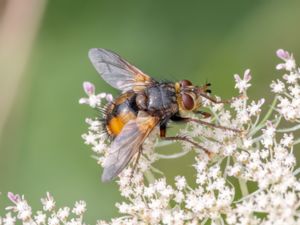 Tachinidae - Parasitflugor