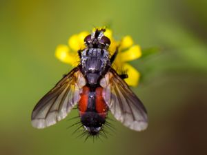 Eriothrix rufomaculatus