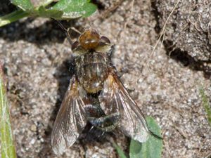 Tachinidae - Parasitflugor