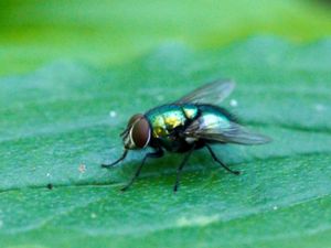 Calliphoridae - Spyflugor