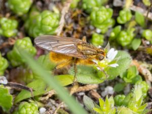 Scathophagidae - Kolvflugor