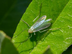 Chironomidae - Fjädermyggor