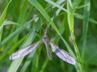 Tipula oleracea Hammars park, Malmö, Skåne, Sweden 20240512_0164