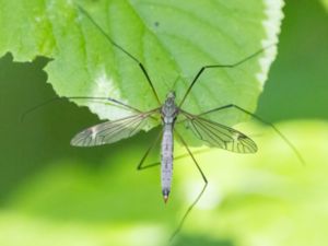 Tipula luna