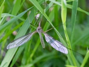 Tipula oleracea - Kålharkrank