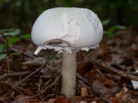 Agaricus arvensis Beijers park, Malmö, Skåne, Sweden 20230802_0062