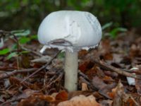 Agaricus arvensis Beijers park, Malmö, Skåne, Sweden 20230802_0063